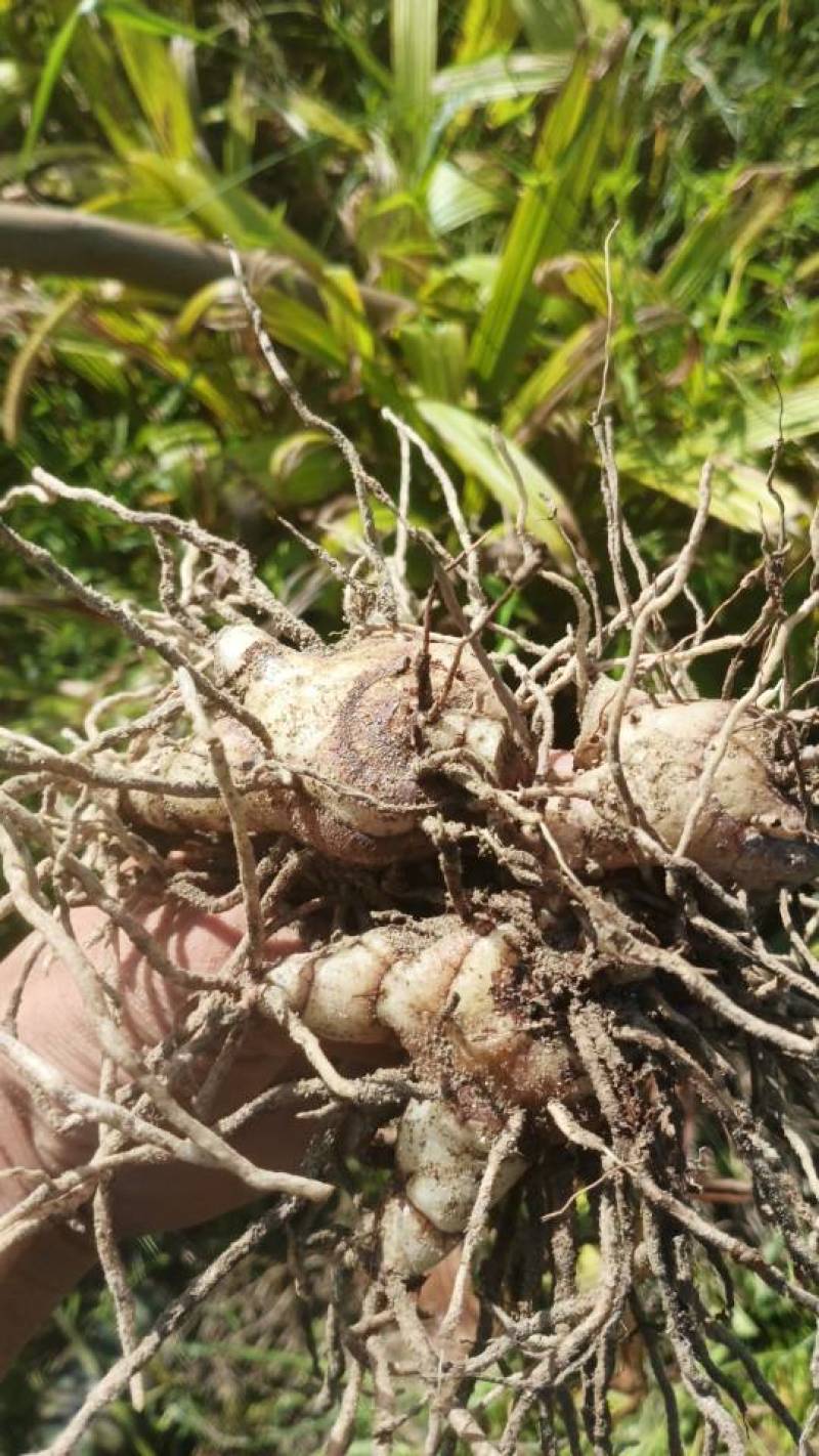 白芨,鲜货,2吨左右,如有需要现挖