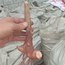 砂仁苗