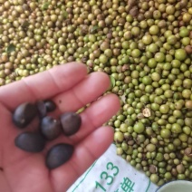 大别山油茶籽
