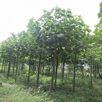 紫花泡桐