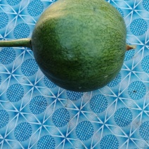 瓜蒌