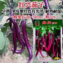 萧新红兴茄子种子杭茄紫红色长线茄种子耐热耐湿产量高
