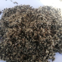 新疆棉籽壳食用菌专用棉籽壳大棚里用棉籽壳