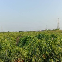 新鲜姜薯，健康美味，直供农场，快来选购！