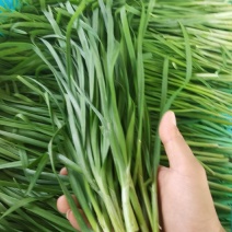精品韭菜！大叶韭菜！南通产地直发量大从优欢迎来电咨询！