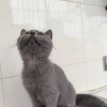 小蓝猫