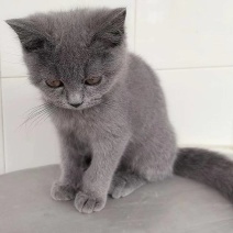 小蓝猫