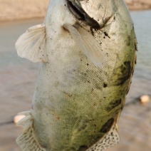 鳜鱼