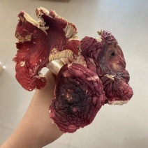 红菇开伞大红菇