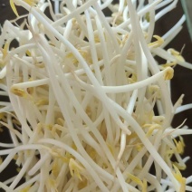 精品豆芽.麦饭石水制作，甜口豆芽，