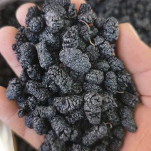 一件代发黑桑葚干各等级都有食品厂专用大量批发