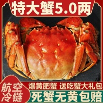 活蟹大闸蟹鲜活全母大螃蟹阳澄湖镇发海鲜水产礼盒现货毛重