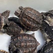 外池鳄龟1-2两！5-6厘米个个肥身！价格优惠[庆