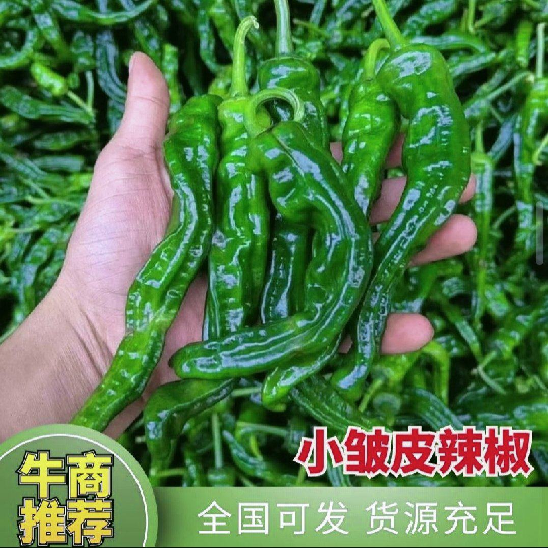 [小皱皮辣椒批发]河南商丘夏邑县鲜辣椒 1.00元/斤精品皱皮辣 _ 一亩田