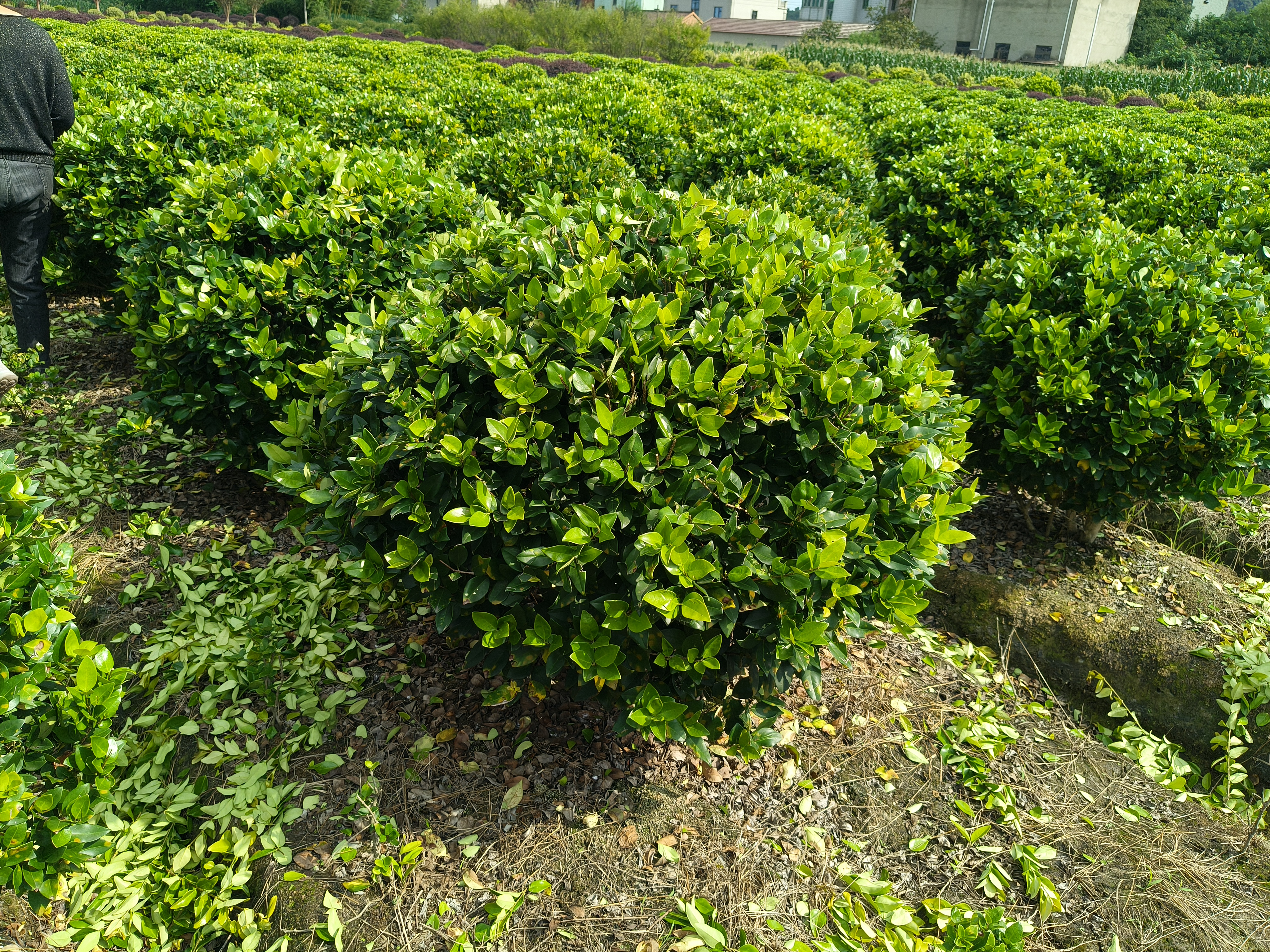 大叶女贞叶片背面红蜘蛛危害特写