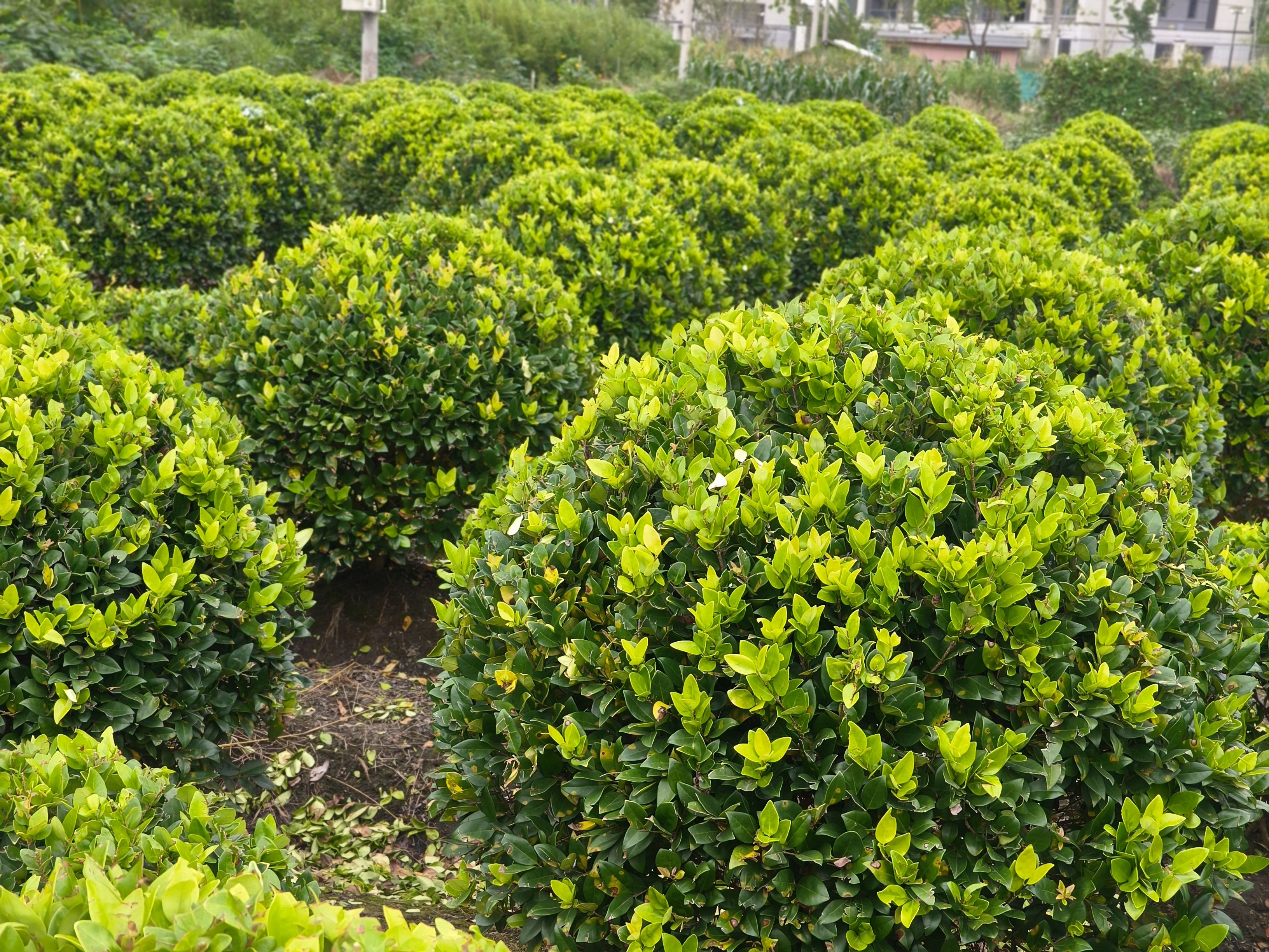 大叶女贞被修剪成灌木状用于绿篱