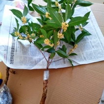 当年靠接金桂桂花盆栽地栽室内室外浓香型按图发货带花