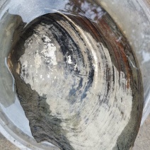 河蚌