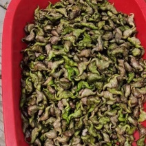 菱角大量上市，需要的联系