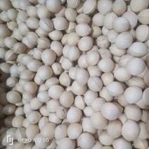白果（小中大）