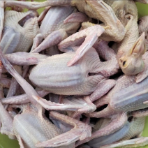 新鲜鸽子