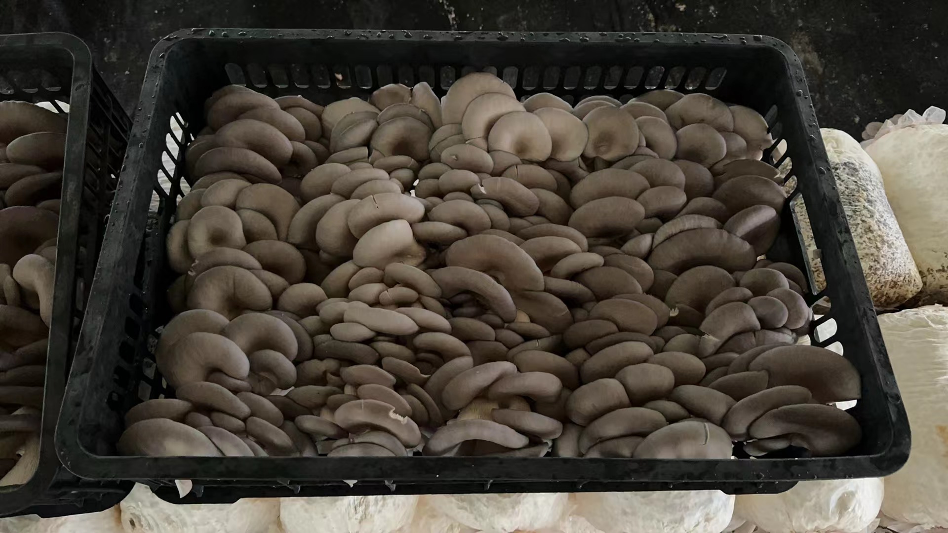 草菇与平菇分类对比示意图