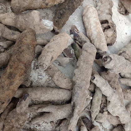 江苏南通启东市紫梢花产地货源批发价格行情