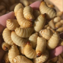 竹笋虫活体发货