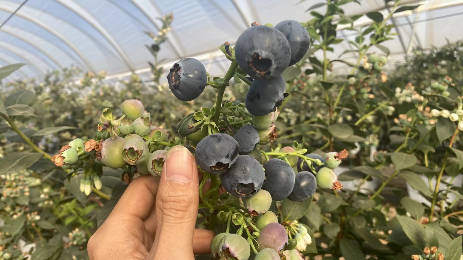 蓝宝石蓝莓营养成分分析图