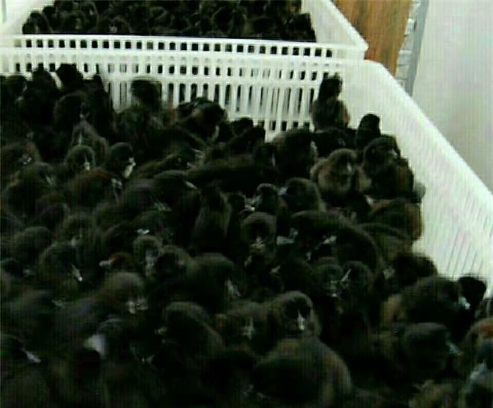 展示海兰褐壳蛋鸡种鸡蛋在孵化箱中的孵化过程,体现现代化孵化技术 海兰褐壳蛋鸡种鸡蛋孵化过程展示