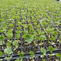 苦瓜苗基地种植大量有货全国可发可视频看货