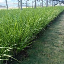 金叶石菖蒲（大小杯）水陆两生花卉基地发货提供技术指导
