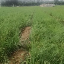 长期供应洋葱葱苗，代育洋葱苗，章丘育苗基地