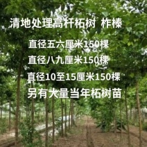 清地处理高杆柘树柞榛树450棵