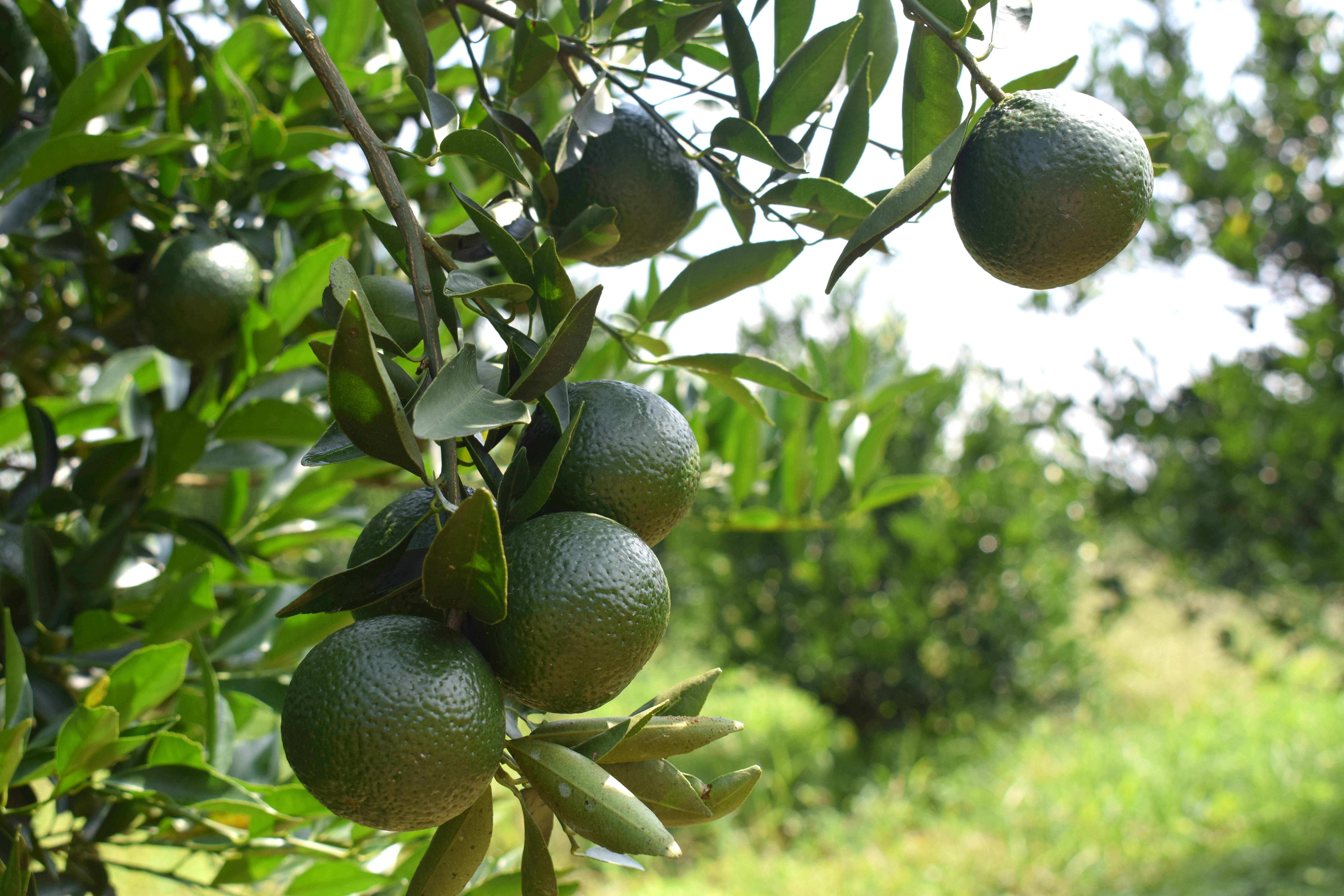陈皮与柑橘类水果的对比图
