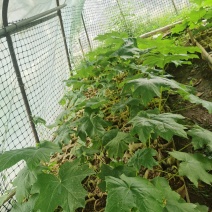 通草苗营养杯营养钵大通草营养袋苗