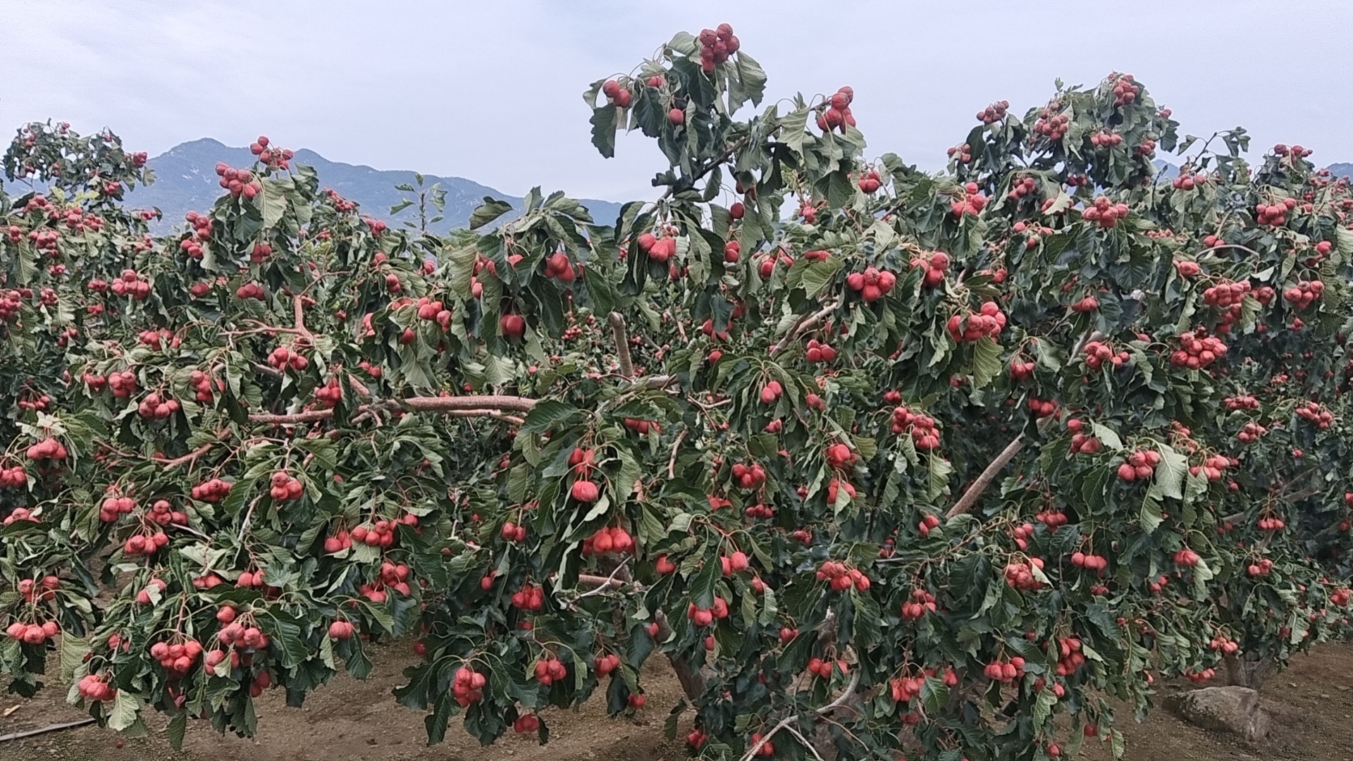 一棵百年老山楂树,树干粗壮、树皮皲裂,枝条上密集悬挂着鲜红饱满的大五棱山楂果实,阳光透过树叶洒在果实上,呈现出金红色光泽,背景为秋日山林,落叶铺地,充满丰收气息 大五棱山楂挂满枝头的老山楂树全景