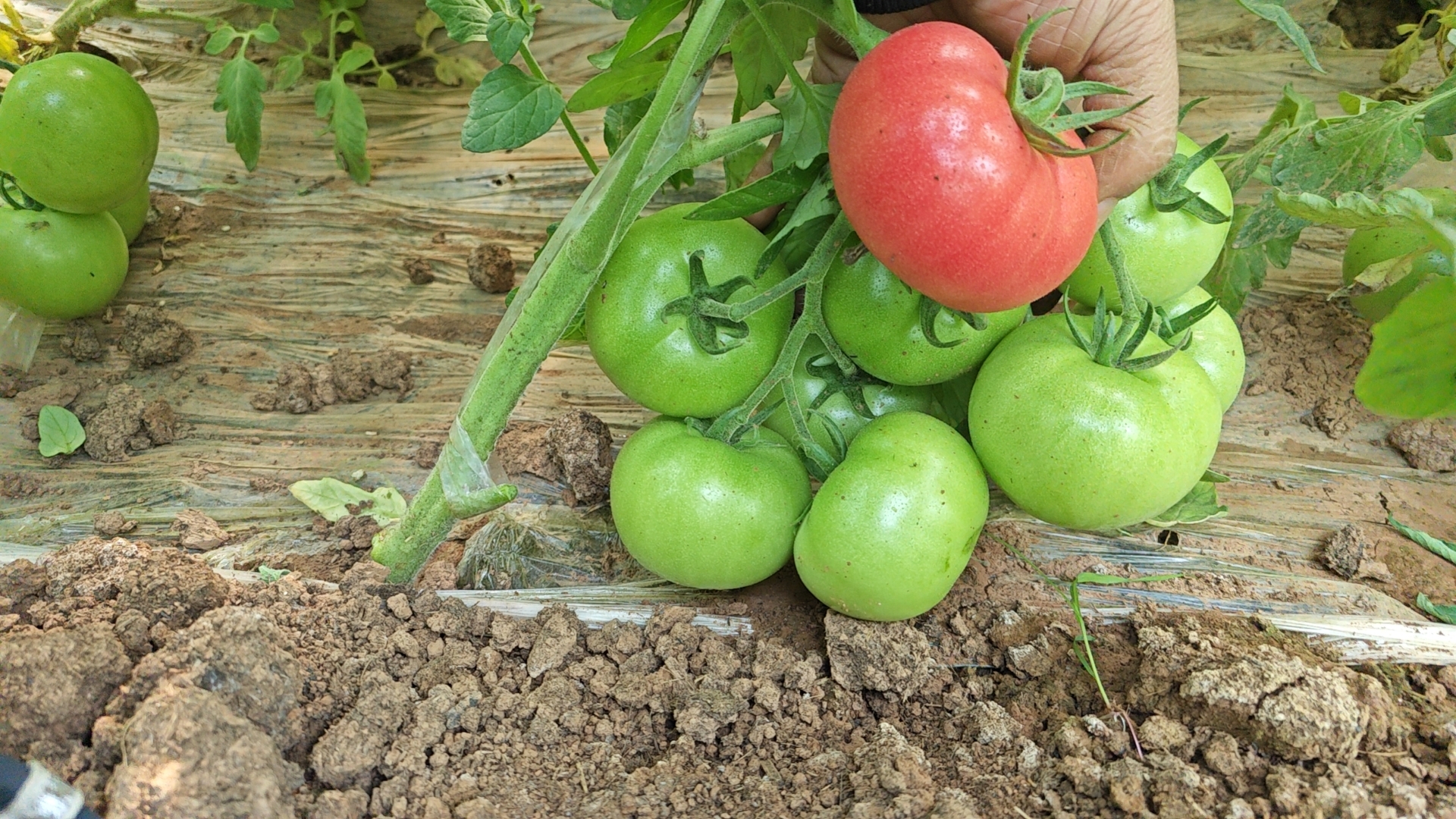 普罗旺斯西红柿特写