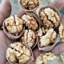 新疆纸皮核桃新二等等