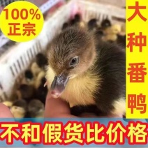 【推荐诚信商家】狮头鹅苗包运输成活货到满意付款厂家直供