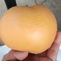 秋月梨