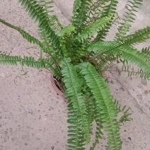 盆苗肾蕨