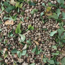麻山药豆山药豆量大质优价格优惠一手货源欢迎咨询采购