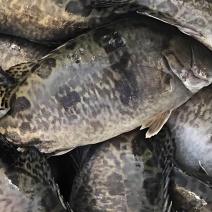大量出售鱼仔鳜规格八两到一斤六两大量有货