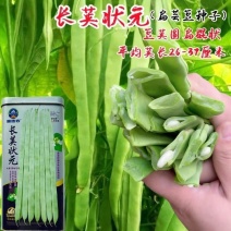 长荚状元芸豆种子白荚高产早熟
