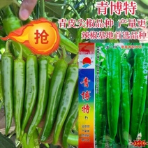 镇研青博特辣椒种子青皮尖椒种籽牛角形肉厚辣味中等大田基地