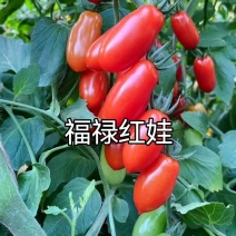 花生圣女果花生形状小番茄苗糖度高口感好产量高