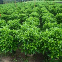 非洲茉莉球1米至2米高基地直发规格齐全质量优质