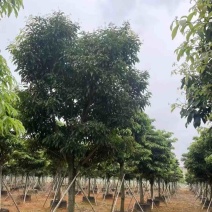 假萍婆12～20公分基地直发规格齐全质量优质