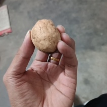 栾川核桃